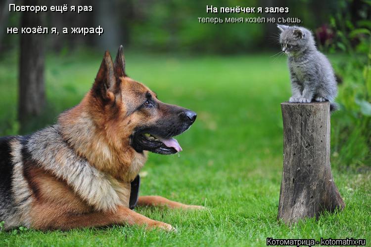 Котоматрица: На пенёчек я залез  теперь меня козёл не съешь. Повторю ещё я раз не козёл я, а жираф