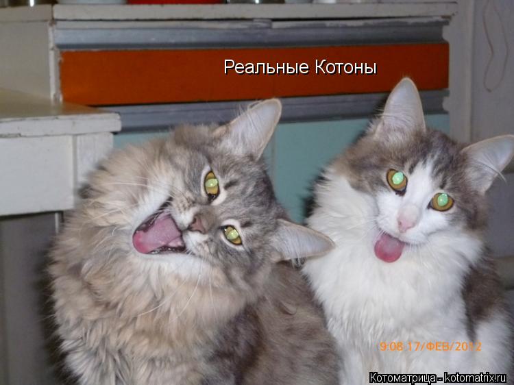 Реальные Котоны... Котоматрица: Реальные Котоны