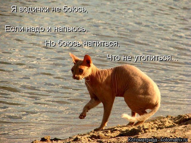 Котоматрица: Я водички не боюсь, Если надо и напьюсь, Но боюсь напиться, Что не утопиться...