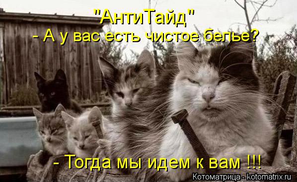 "АнтиТайд" - А у вас есть чистое белье? - Тогда мы идем к вам !!!... Котоматрица: "АнтиТайд" - А у вас есть чистое белье? - Тогда мы идем к вам !!!
