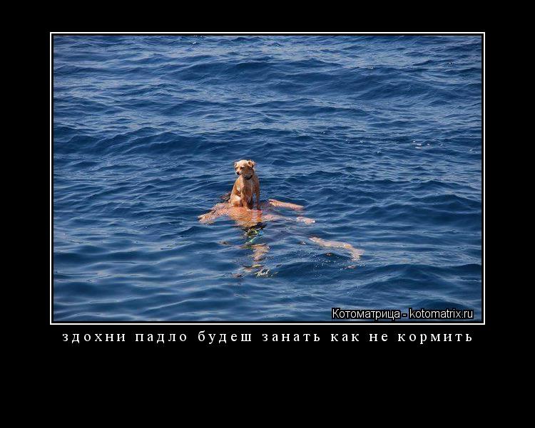 Котоматрица: здохни падло будеш занать как не кормить 