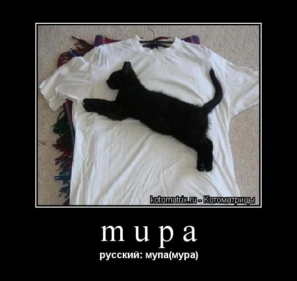 Котоматрица: mupa русский: мупа(мура)