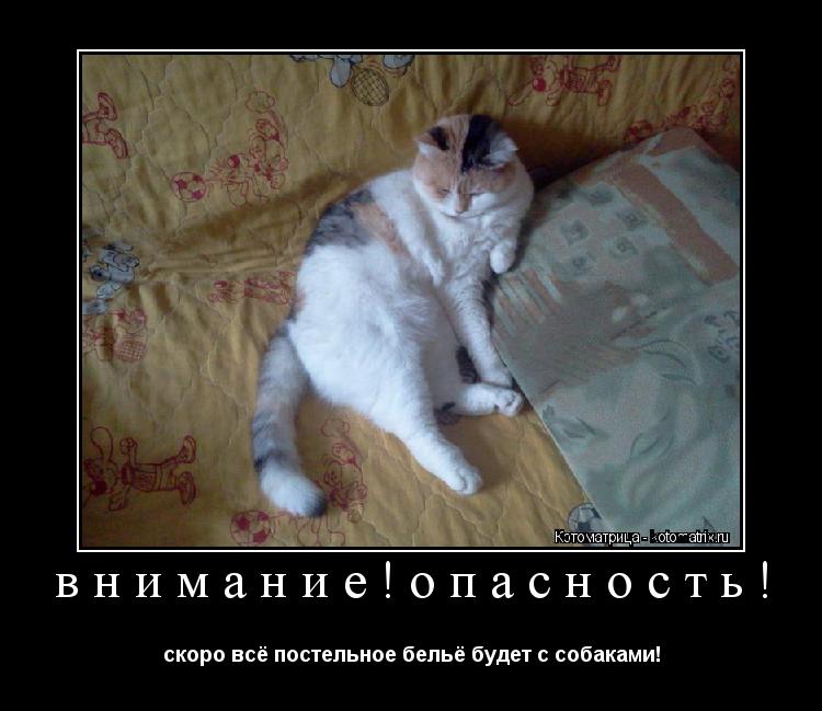 внимание!опасность! скоро всё постельное бельё будет с собаками!... Котоматрица: внимание!опасность! скоро всё постельное бельё будет с собаками!