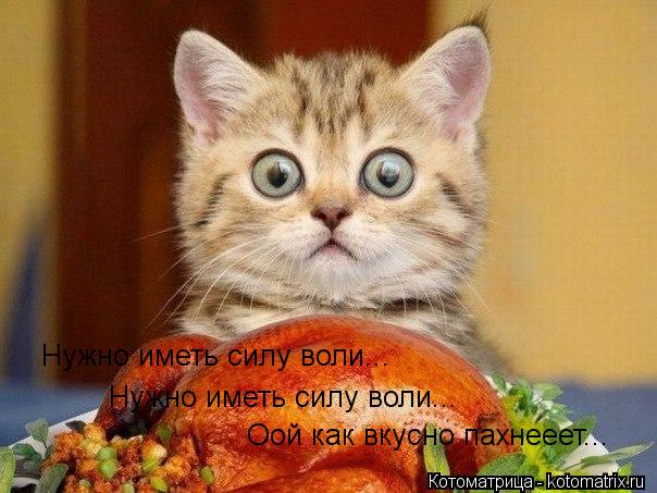 Котоматрица: Нужно иметь силу воли... Нужно иметь силу воли... Оой как вкусно пахнееет...
