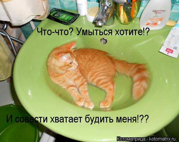 Что-что? Умыться хотите!? И совести хватает будить меня!??... Котоматрица: Что-что? Умыться хотите!? И совести хватает будить меня!??