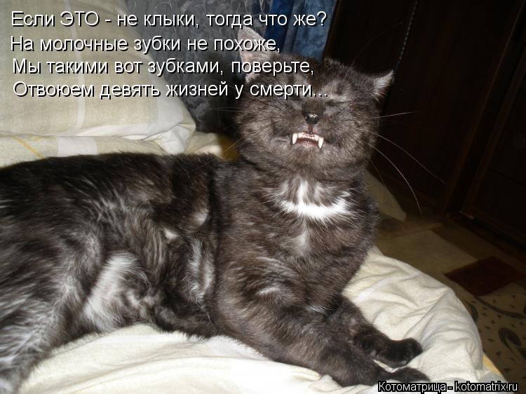 Если ЭТО - не клыки, тогда что же? На молочные зубки не похоже, Мы такими вот зубками, поверьте, Отво... Котоматрица: Если ЭТО - не клыки, тогда что же? На молочные зубки не похоже, Мы такими вот зубками, поверьте, Отвоюем девять жизней у смерти...