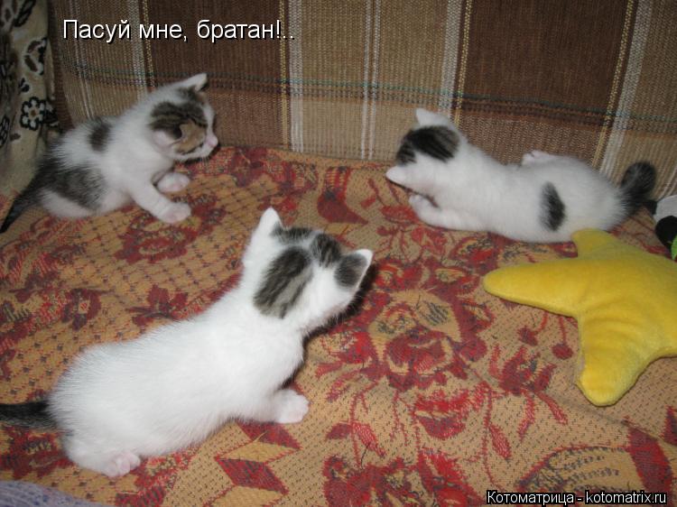 Котоматрица: Пасуй мне, братан!..