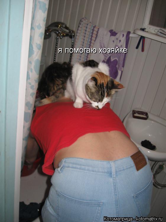 я помогаю хозяйке... Котоматрица: я помогаю хозяйке