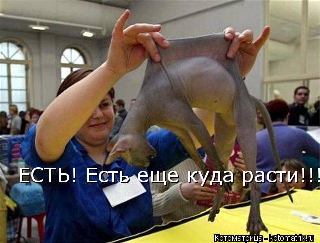 ЕСТЬ! Есть еще куда расти!!!... Котоматрица: ЕСТЬ! Есть еще куда расти!!!