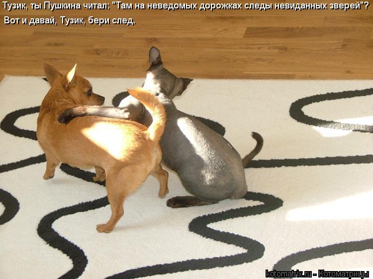 Тузик, ты Пушкина читал: "Там на неведомых дорожках следы невиданных зверей"? Вот и давай, Тузик, бер... Котоматрица: Тузик, ты Пушкина читал: "Там на неведомых дорожках следы невиданных зверей"? Вот и давай, Тузик, бери след.