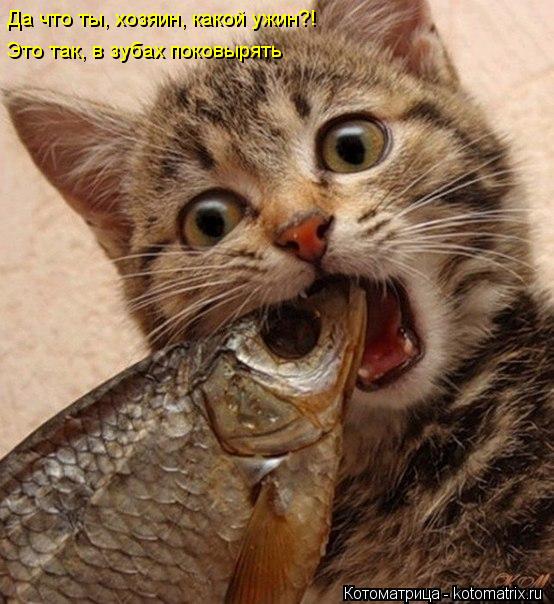Котоматрица: Да что ты, хозяин, какой ужин?! Это так, в зубах поковырять