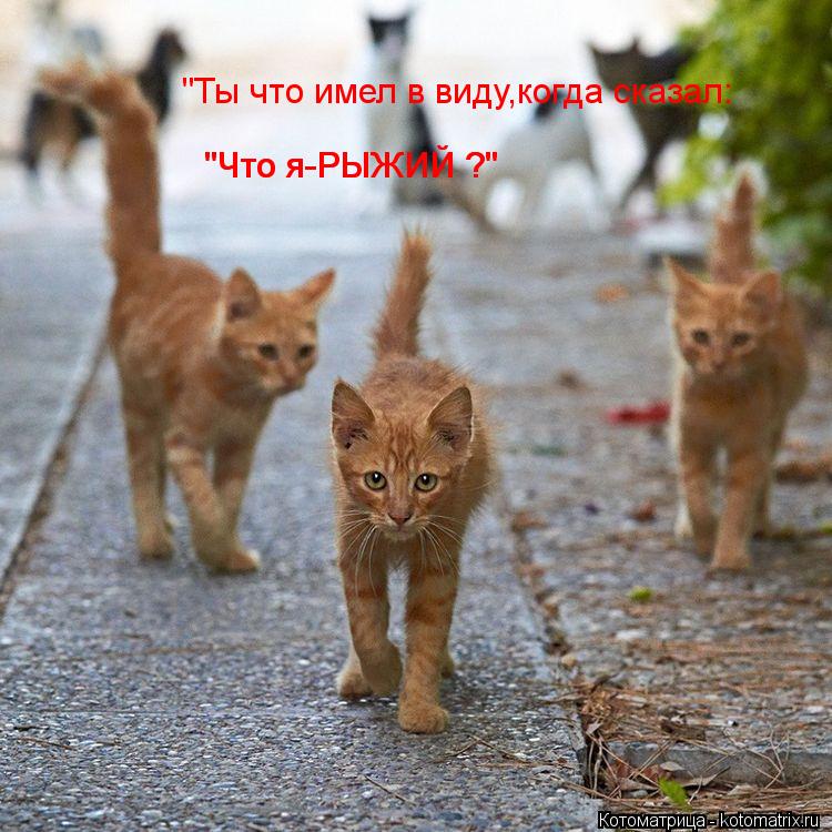 Котоматрица: "Ты что имел в виду,когда сказал: "Что я-РЫЖИЙ ?" "Что я-РЫЖИЙ ?"