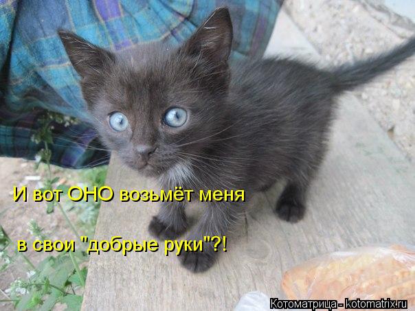 И вот ОНО возьмёт меня в свои "добрые руки"?!... Котоматрица: И вот ОНО возьмёт меня в свои "добрые руки"?!