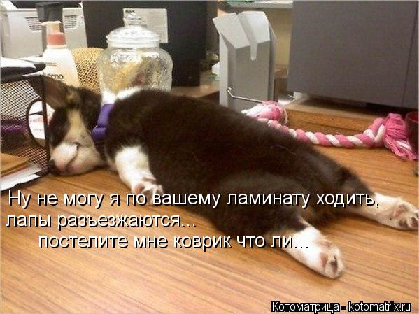 Ну не могу я по вашему ламинату ходить, лапы разъезжаются... постелите мне коврик что ли...... Котоматрица: Ну не могу я по вашему ламинату ходить, лапы разъезжаются... постелите мне коврик что ли...
