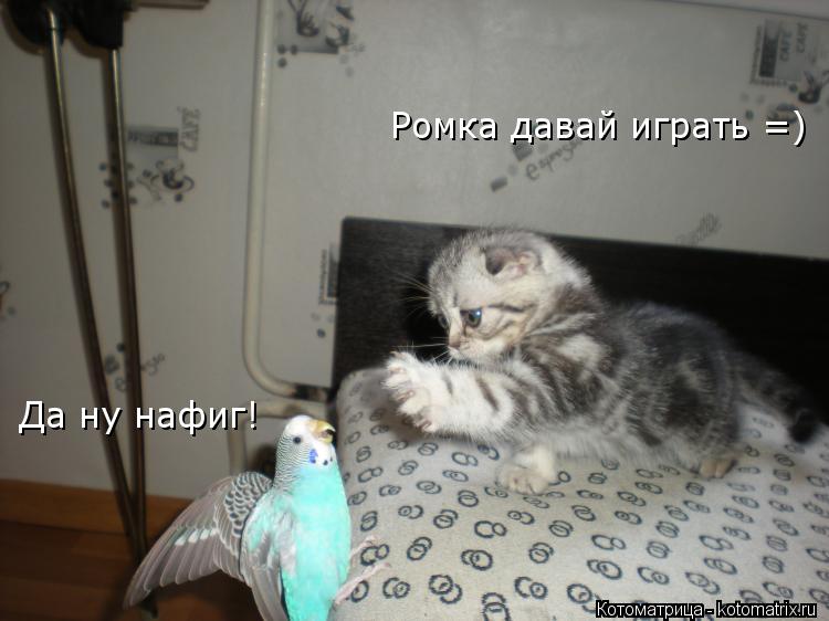 Котоматрица: Ромка давай играть =) Да ну нафиг!