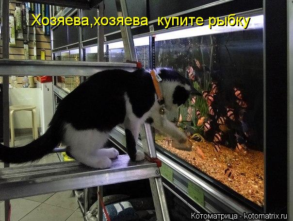 Хозяева,хозяева купите рыбку... Котоматрица: Хозяева,хозяева купите рыбку