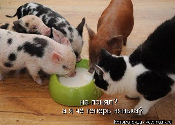 не понял? а я чё теперь нянька?... Котоматрица: не понял? а я чё теперь нянька?