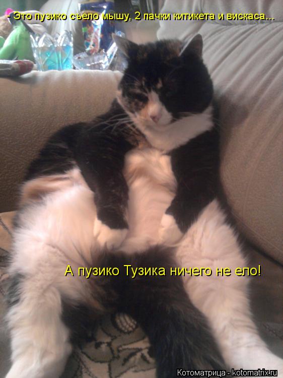 Котоматрица: - Это пузико съело мышу, 2 пачки китикета и вискаса... А пузико Тузика ничего не ело!