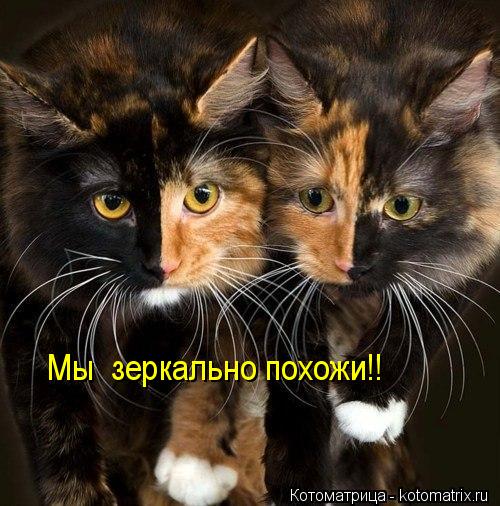 Котоматрица: Мы  зеркально похожи!!
