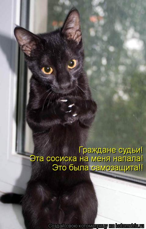 Котоматрица: Граждане судьи! Эта сосиска на меня напала! Это была самозащита!!