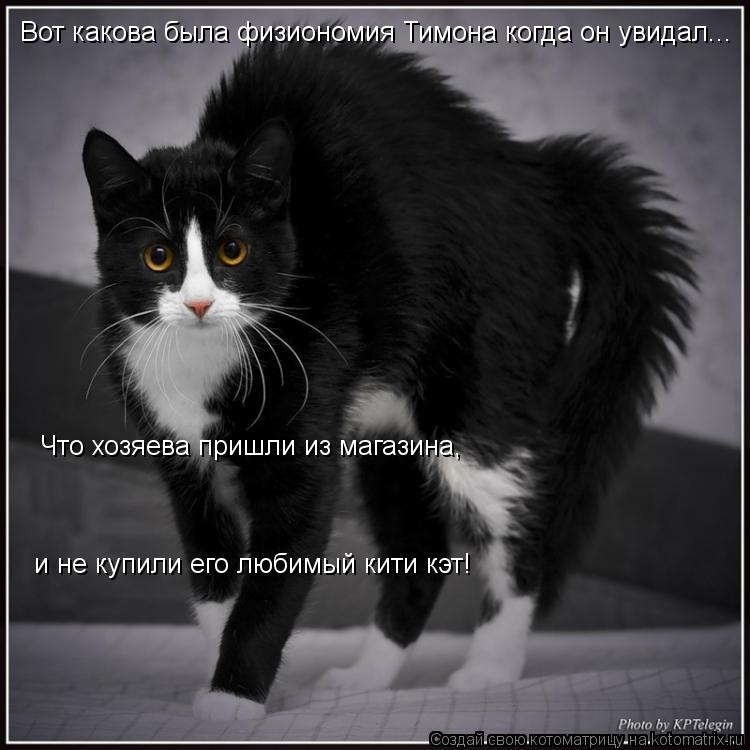 Вот какова была физиономия Тимона когда он увидал... Что хозяева пришли из магазина, и не купили его ... Котоматрица: Вот какова была физиономия Тимона когда он увидал... Что хозяева пришли из магазина, и не купили его любимый кити кэт!