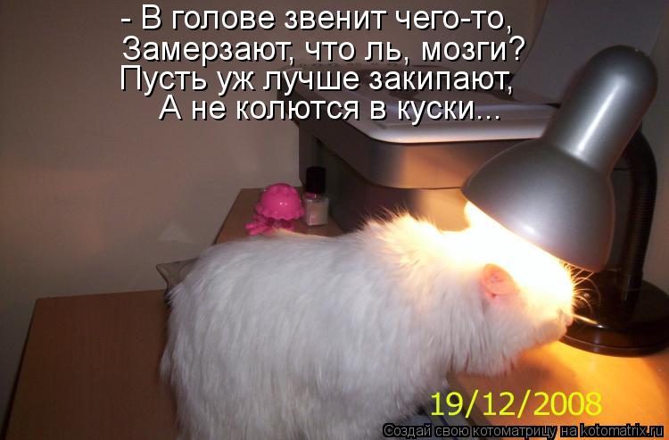 - В голове звенит чего-то, Замерзают, что ль, мозги? Пусть уж лучше закипают, А не колются в куски...... Котоматрица: - В голове звенит чего-то, Замерзают, что ль, мозги? Пусть уж лучше закипают, А не колются в куски...
