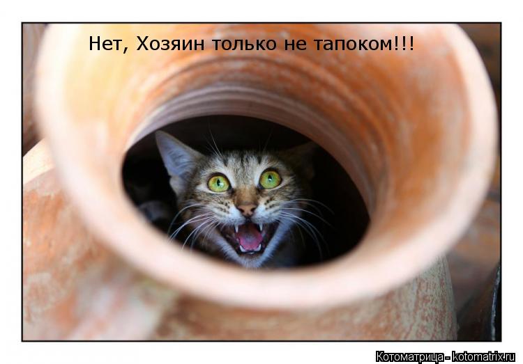 Нет, Хозяин только не тапоком!!!... Котоматрица: Нет, Хозяин только не тапоком!!!