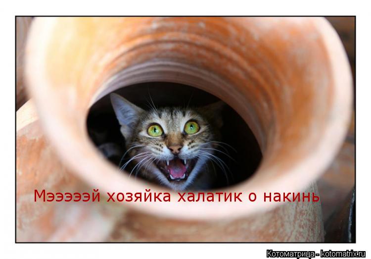 Котоматрица: Мэээээй хозяйка халатик о накинь