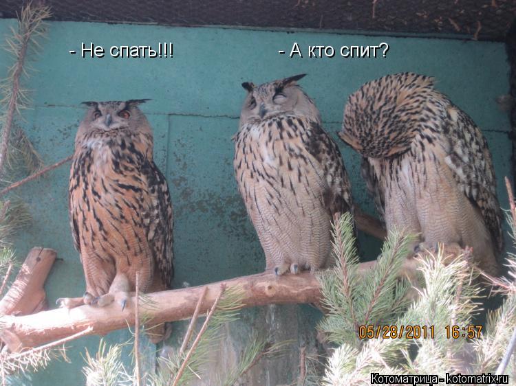 - Не спать!!! - А кто спит?... Котоматрица: - Не спать!!! - А кто спит?