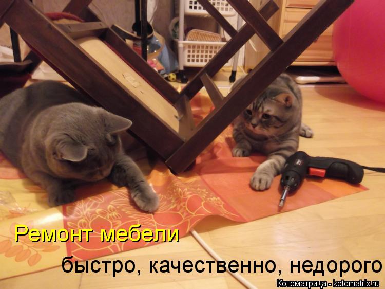 Котоматрица: Ремонт мебели быстро, качественно, недорого