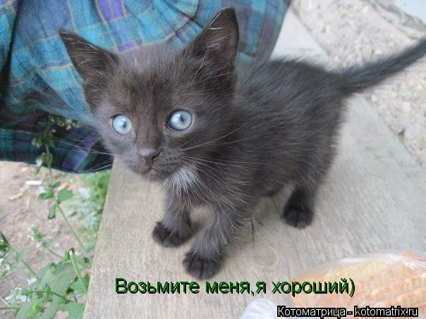 Котоматрица: Возьмите меня,я хороший)