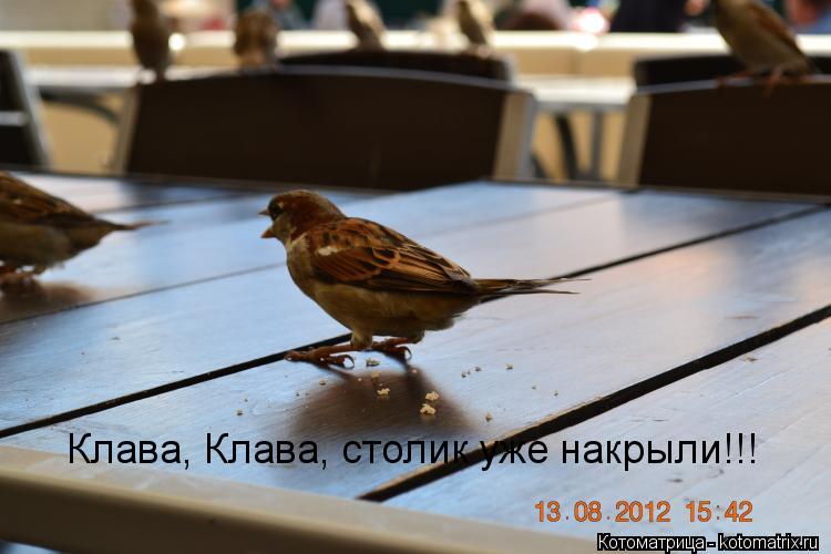 Клава, Клава, столик уже накрыли!!!... Котоматрица: Клава, Клава, столик уже накрыли!!!