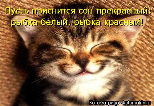 Котоматрица: Пусть приснится сон прекрасный: рыбка белый, рыбка красный!