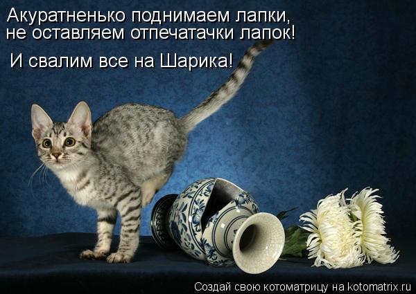 Котоматрица: Акуратненько поднимаем лапки, не оставляем отпечатачки лапок! И свалим все на Шарика!