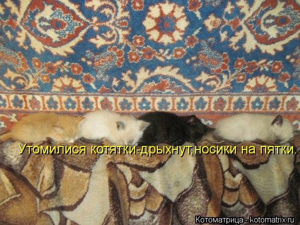 Котоматрица: Утомилися котятки-дрыхнут,носики на пятки.