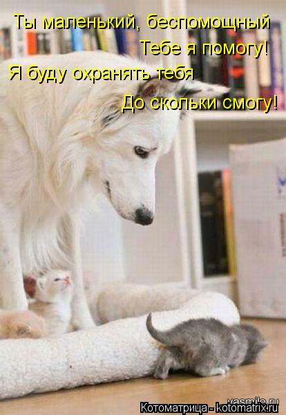 Котоматрица: Ты маленький, беспомощный Тебе я помогу! Я буду охранять тебя До скольки смогу!