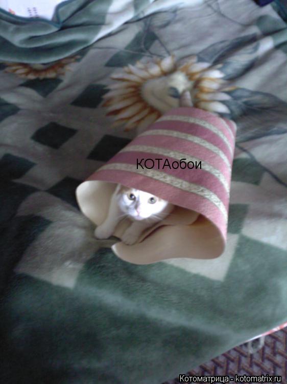 КОТАобои... Котоматрица: КОТАобои