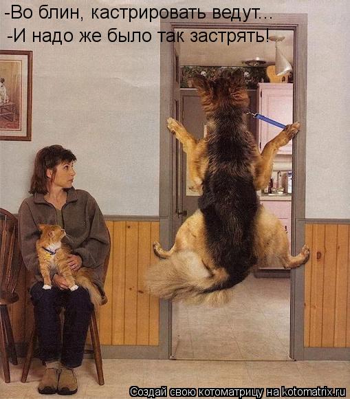 -Во блин, кастрировать ведут... -И надо же было так застрять!... Котоматрица: -Во блин, кастрировать ведут... -И надо же было так застрять!