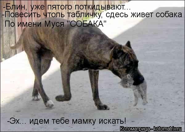 -Блин, уже пятого поткидывают... -Повесить чтоль табличку, сдесь живет собака По имени Муся "СОБАКА" ... Котоматрица: -Блин, уже пятого поткидывают... -Повесить чтоль табличку, сдесь живет собака По имени Муся "СОБАКА" -Эх... идем тебе мамку искать!