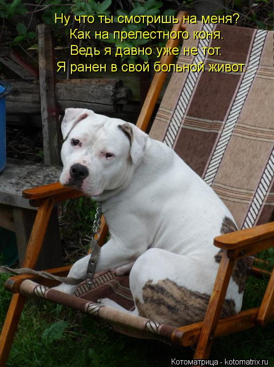 Котоматрица: Ну что ты смотришь на меня? Как на прелестного коня. Ведь я давно уже не тот. Я ранен в свой больной живот.