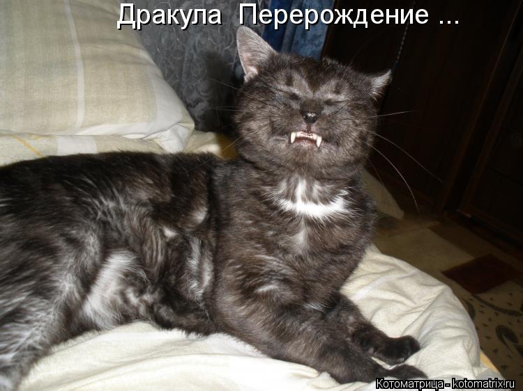 Дракула Перерождение ...... Котоматрица: Дракула Перерождение ...