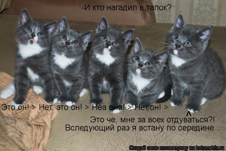 -И кто нагадил в тапок? Это он! > Нет, это он! > Неа она! > Нет,он! > Это че, мне за всех отдуваться?... Котоматрица: -И кто нагадил в тапок? Это он! > Нет, это он! > Неа она! > Нет,он! > Это че, мне за всех отдуваться?! Вследующий раз я встану по середине... ^