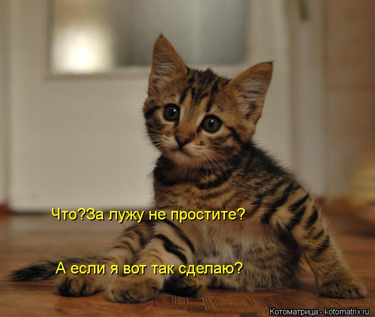 Котоматрица: Что?За лужу не простите? А если я вот так сделаю?