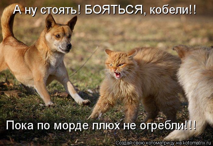 А ну стоять! БОЯТЬСЯ, кобели!! Пока по морде плюх не огребли!!!... Котоматрица: А ну стоять! БОЯТЬСЯ, кобели!! Пока по морде плюх не огребли!!!