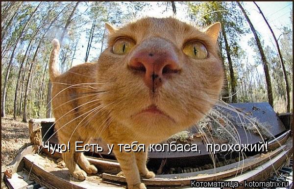 Котоматрица: Чую! Есть у тебя колбаса, прохожий!