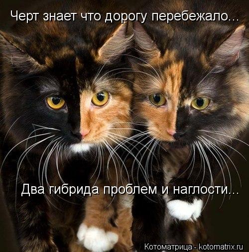 Черт знает что дорогу перебежало... Два гибрида проблем и наглости...... Котоматрица: Черт знает что дорогу перебежало... Два гибрида проблем и наглости...