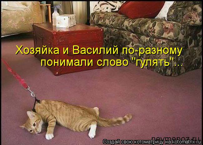 Котоматрица: Хозяйка и Василий по-разному  понимали слово "гулять"...
