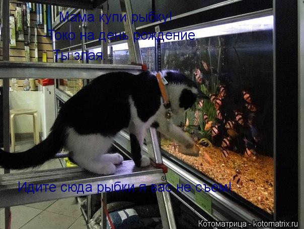 Мама купи рыбку! -Токо на день рождение. Ты злая. Идите сюда рыбки я вас не съем!... Котоматрица: Мама купи рыбку! -Токо на день рождение. Ты злая. Идите сюда рыбки я вас не съем!