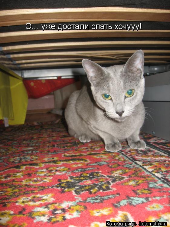 Э... уже достали спать хочууу!... Котоматрица: Э... уже достали спать хочууу!
