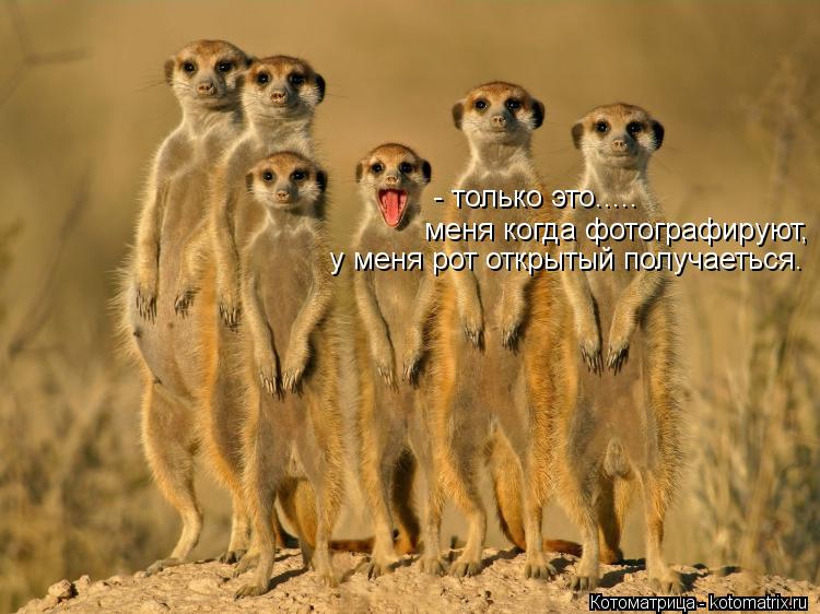 - только это..... меня когда фотографируют, у меня рот открытый получаеться.... Котоматрица: - только это..... меня когда фотографируют, у меня рот открытый получаеться.